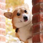 Corgi